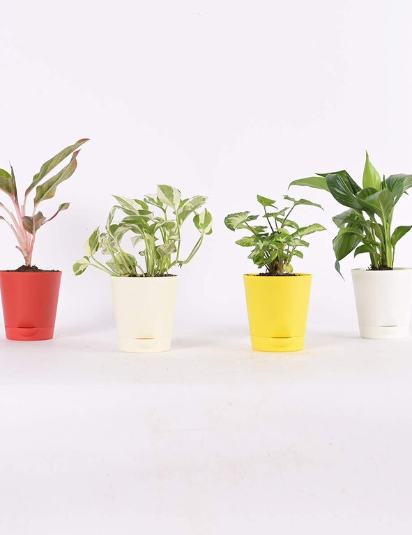 Indoor Plants For Home With Pot - Money Plant N Joy, Syngonium Mini, Aglaonema Red, Peace Lily